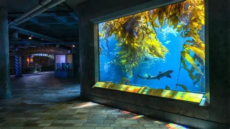 How to Get Discount Monterey Bay Aquarium Tickets: Insider .